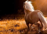 اسبی به ارزش 3 میلیارد تومان در ایران (+عکس)