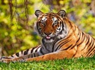 دانستنی های جالب و خواندنی درباره ببرها
