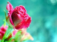 عکس های زیبا و ناب از گل های طبیعی