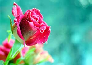 عکس های زیبا و ناب از گل های طبیعی عکس های زیبا و ناب از گل های طبیعی