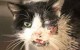 گربه ای که به طرز شگفت انگیزی زنده شد (+عکس)