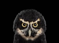 عکس های دیدنی بسیار زیبا از یک جغد مرموز