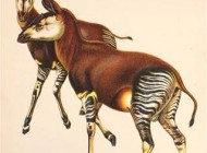 نتیجه جفت گیری زرافه و گورخر حیوانی عجیب (+عکس)