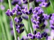 آشنایی کلی با گیاهان دارویی و درمانی