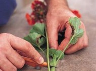 آموزش قلمه زدن گیاهان