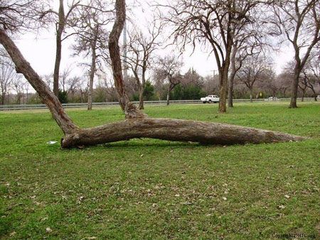 عکس های دیدنی و جالب از درختان غیر طبیعی