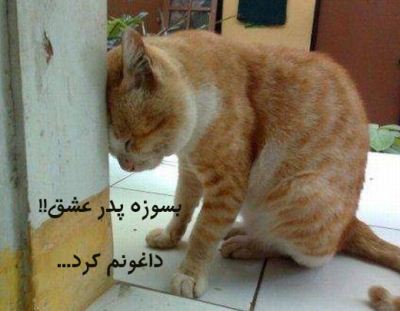 عکسای خنده دار و خفن سال 94