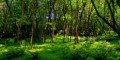 آشنایی و اطلاعات کامل درباره حرفه و شغل جنگل بانی