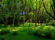 آشنایی و اطلاعات کامل درباره حرفه و شغل جنگل بانی