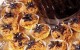 طرز تهیه و آموزش درست کردن حلوای شعیریه