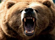 عکس دیدنی خرس گریزلی غول پیکردرمنطقه کوهستانی
