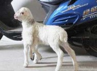 بزغاله عجیبی که 6 پا دارد!! عکس