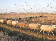 خواستگاری عجیب کشاورز از نامزدش در طویله (عکس)