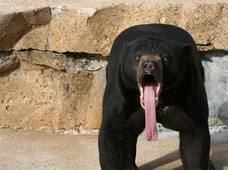 عکس های باحال و با مزه از تعجب کردن حیوانات