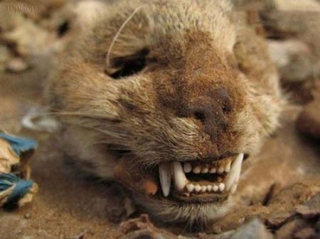 خرافاتی ها می توانندازاینجا جمجمه انسان بخرند (عکس)