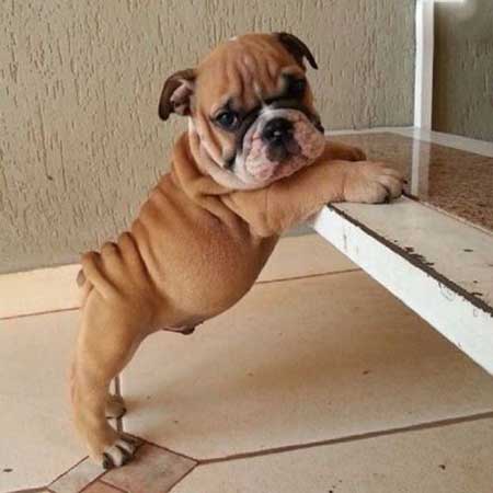 عکس های جالب از توله سگ های خارجی و ناز