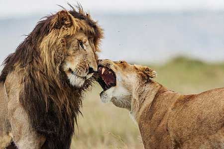 تصاویر ناب از زندگی عاشقانه یک جفت شیر نر و ماده
