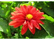عکس های گل های بسیار زیبا با کیفیت بالا