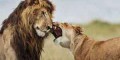 تصاویر ناب از زندگی عاشقانه یک جفت شیر نر و ماده