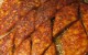 طرز تهیه خاگینه هویج
