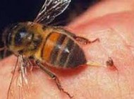خواص بی نظیر نیش زنبور عسل برای سلامتی