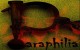 همه چیز درباره پارافیلیا یا انحراف جنسی (paraphilia)