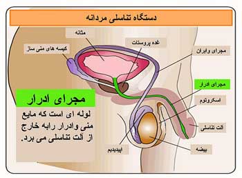همه چیز درباره آلت تناسلی مردان و اندازه بیضه سالم