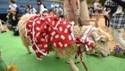 گوسفند باحالی که با 20 ژاکت مردانه زندگی میکرد