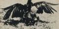 عقابی که بچه سه ساله را شکار کرد! (عکس)