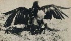 عقابی که بچه سه ساله را شکار کرد! (عکس)