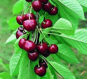 خواص زیاد گیلاس و برگ آن از نظر طب سنتی خواص زیاد گیلاس و برگ آن از نظر طب سنتی