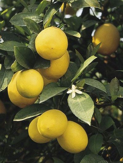رفع بوی نامطبوع فاضلاب آشپزخانه بی دردسر و آسان