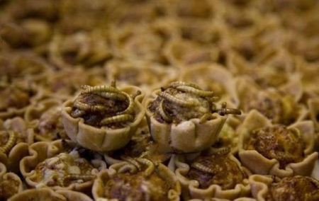 عکسهای خوردن حشرات موذی و حیوانات توسط انسان