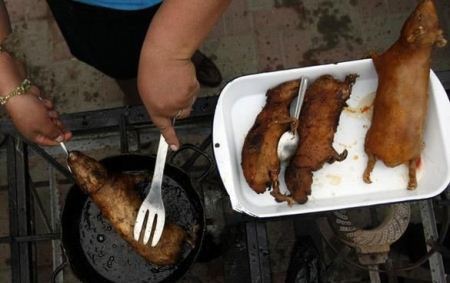 عکسهای خوردن حشرات موذی و حیوانات توسط انسان