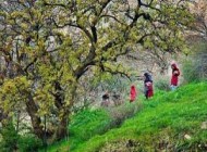 مناطق توریستی و گردشگری ریجاب در کرمانشاه (عکس)