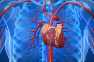 7 دلیل اصلی ابتلا به بیماری های قلب و عروق 7 دلیل اصلی ابتلا به بیماری های قلب و عروق