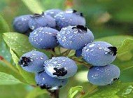 همه چیز درباره میوه بلوبری و خواص آن