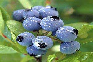همه چیز درباره میوه بلوبری و خواص آن همه چیز درباره میوه بلوبری و خواص آن
