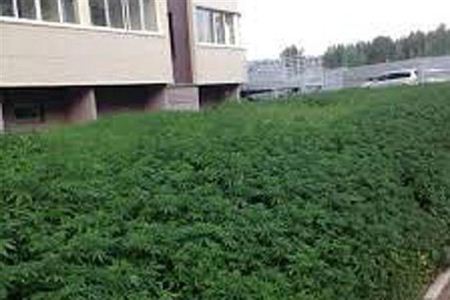 کاشت ماری جوانا به جای چمن سوتی جدید شهرداری