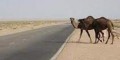 تصادف وحشتناک پراید با شتر در زاهدان + عکس