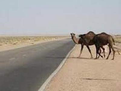تصادف وحشتناک پراید با شتر در زاهدان + عکس تصادف وحشتناک پراید با شتر در زاهدان + عکس