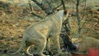 تصاویر تکان دهنده شیری که یک آهوی باردار را شکار کرد