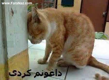 جوک و تصاویر خنده دار اعضای گروه شبکه اجتماعی