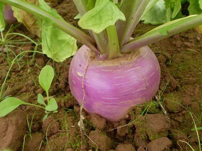 همه چیز درباره خواص شلغم مهمترین گیاه ضد سرطان