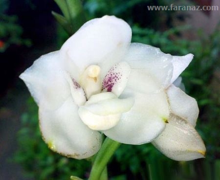 عکس گل هایی عجیب و طبیعی شبیه به انسان و حیوانات