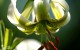عكس های زیبای گل لیلیوم Lilium + توضیحات
