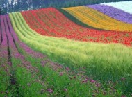 عکس های ناب و شگفت انگیز دیدنی طبیعت رنگارنگ