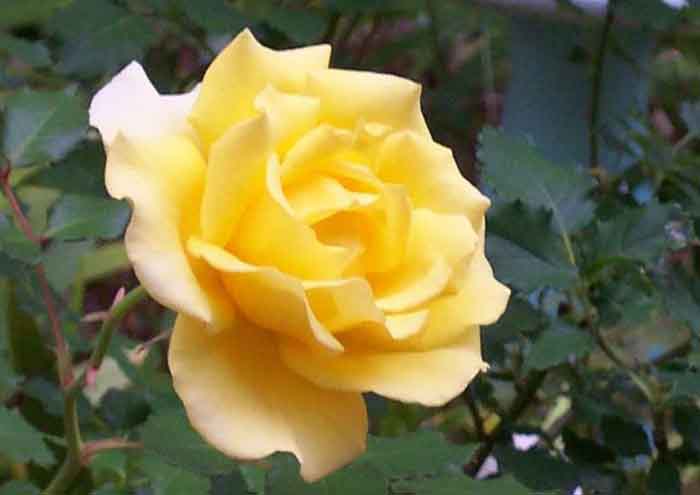 عکس گل های زیبا در رنگ های متنوع با کیفیت HD