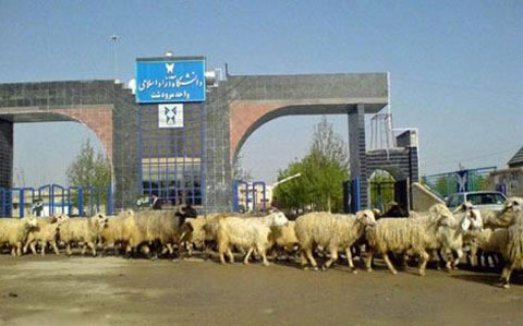 دانلود عکس های خنده دار از سوژه های داغ ایرانی