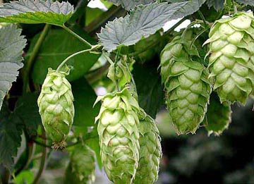 آشنایی با گیاهان خواب آور + عکس گیاهان دارویی